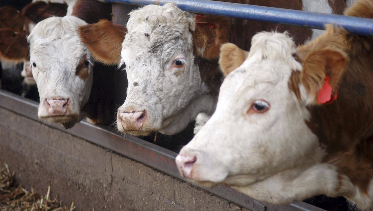 Sprawa nielegalnego uboju krów. Unijni inspektorzy będą "pomagać w dochodzeniu"