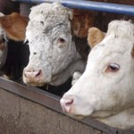 Sprawa nielegalnego uboju krów. Unijni inspektorzy będą "pomagać w dochodzeniu"