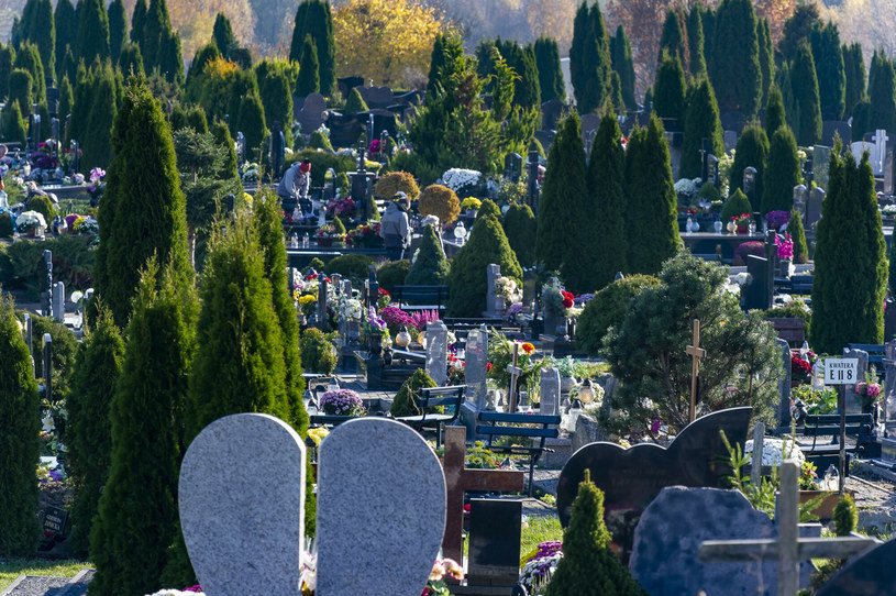 Sprawdź, czy możesz wyciąć tuje na cmentarzu /Stanisław Bielski/Reporter /East News