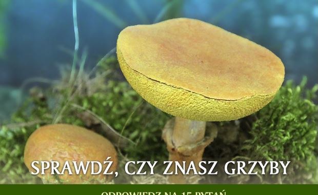 Sprawdź, czy znasz grzyby