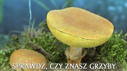 Sprawdź, czy znasz grzyby