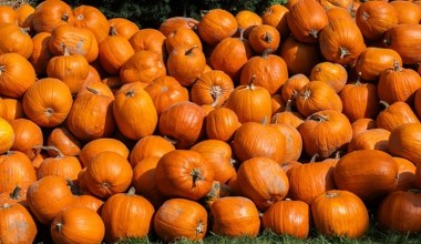 Sprawdź, ile wiesz o dyniach. Jesienny quiz dla każdego