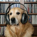 Sprawdzili, czy muzyka działa na psy. Wyniki badań są zaskakujące