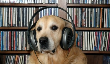 Sprawdzili, czy muzyka działa na psy. Wyniki badań są zaskakujące