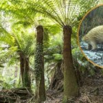 Sprawdzili kamery i oniemieli. Zwierzę z kolcami było całe białe