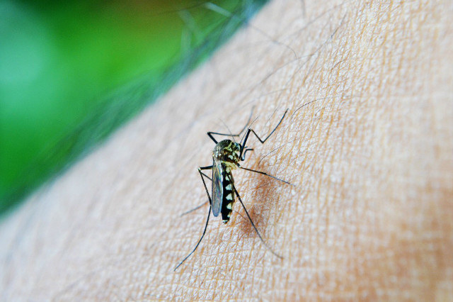 spray na komary /© Photogenica