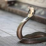 Spray na ukąszenia węży uratuje tysiące żyć