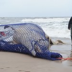 Spreparują wieloryba znalezionego w Łazach