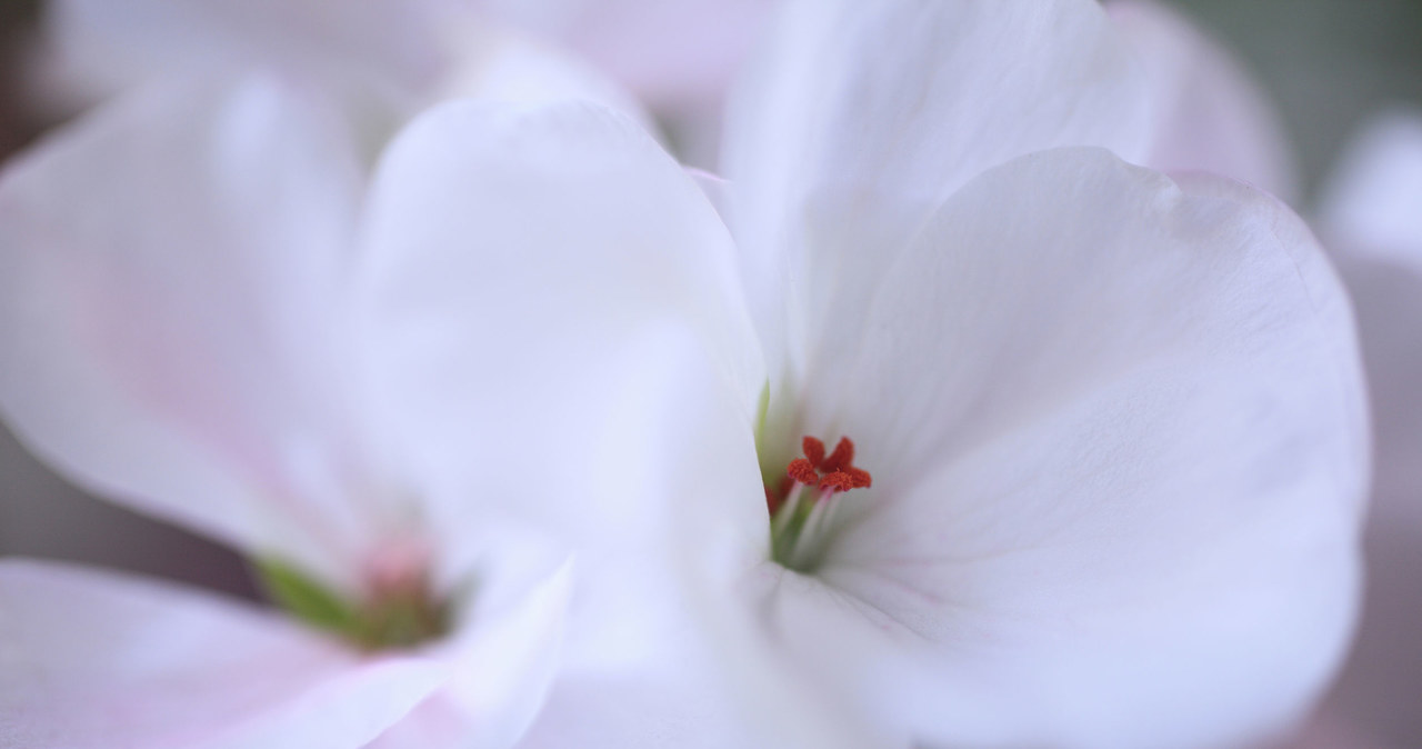 Sproszkowana pelargonia szlachetna uchroni cię przed grypą! /123RF/PICSEL