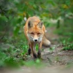 Sprowadzili go z Europy. W 60 lat zniszczył cały kontynent