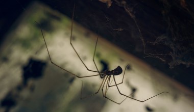 Spryskaj drzwi i ramy okienne. Żaden pająk nie wejdzie do mieszkania