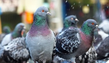 Spryskaj tym balkon, a gołębie będą go omijać szerokim łukiem