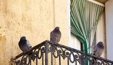 Spryskaj tym balkon, a gołębie uciekną, gdzie pieprz rośnie. Nie znoszą tego zapachu