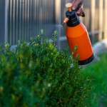 choroby roślin Spryskaj tym bukszpan jeszcze w lutym. Larwy same odpadną od gałązek