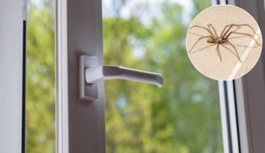 Spryskaj tym okna, a pająki nie wejdą do domu. Zapomnisz, jak wyglądają