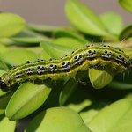 Spryskaj tym wszystkie bukszpany w ogrodzie. Zapobiegniesz inwazji szkodnika