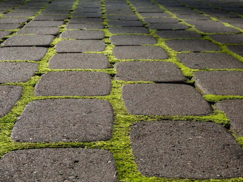 Sprytny sposób na mech. Użyj go, a szybko pozbędziesz się problemu