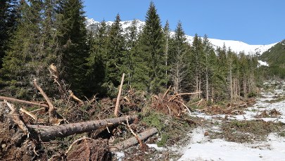 Sprzątanie lasu po przejściu lawiny nad Morskim Okiem 