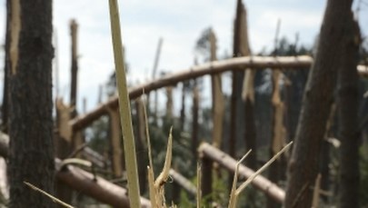 Sprzątanie po nawałnicy w Borach Tucholskich