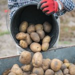 Sprzedał ziemniaki po 4,5 grosza za kilogram. Rolnik mówi "dość"