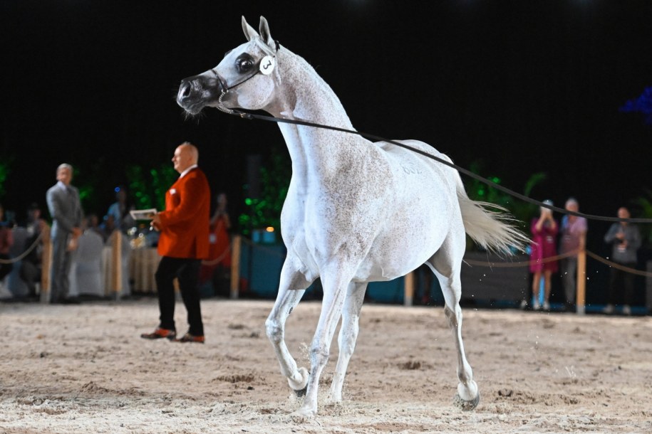 Sprzedana za 430 tys. euro klacz Adelita wzięła udział w aukcji Pride of Poland w ramach Dni Konia Arabskiego w Janowie Podlaskim /Wojtek Jargiło /PAP