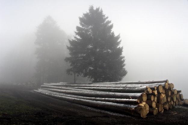 Sprzedaż drewna przez Lasy Państwowe jest antykonkurencyjna /AFP
