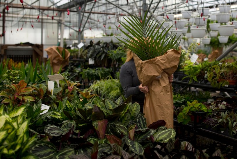 Venta de plantas en macetas.Foto de Ilostracja / Brianna Soukop / Portland Portland Press Herald / Getty Images