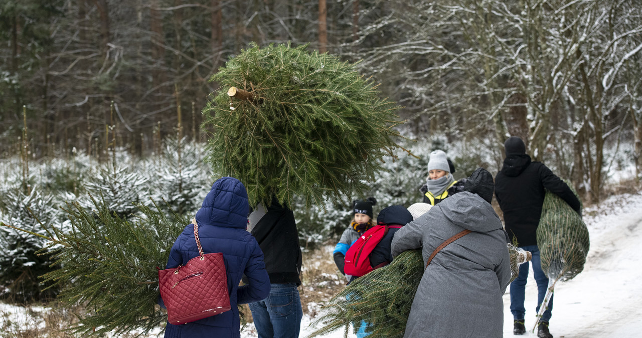 Sprzedaż świątecznych choinek na Podlasiu /MICHAL KOSC /Agencja FORUM