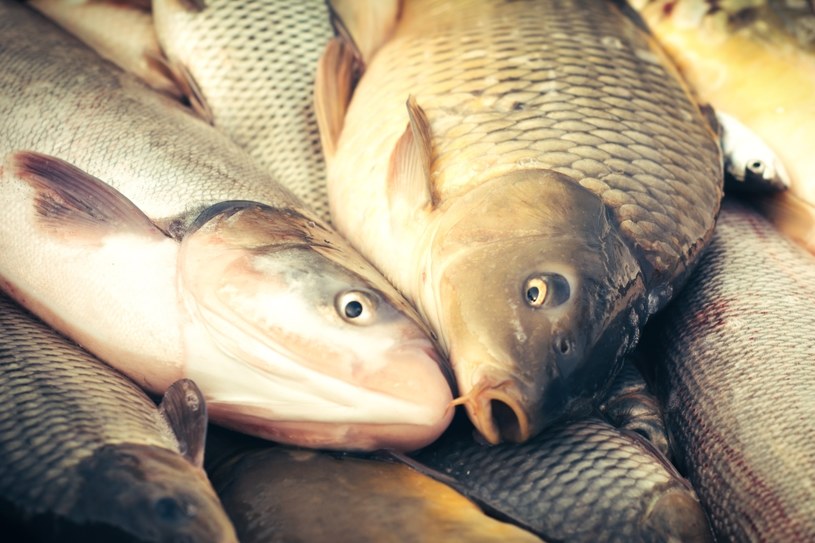 Sprzedaż żywych ryb powinna odbywać się w odpowiednich warunkach /123RF/PICSEL