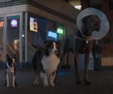 "Spuszczone ze smyczy" [trailer]