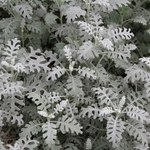 Srebrny ogród – doskonale wygląda i zniesie upały