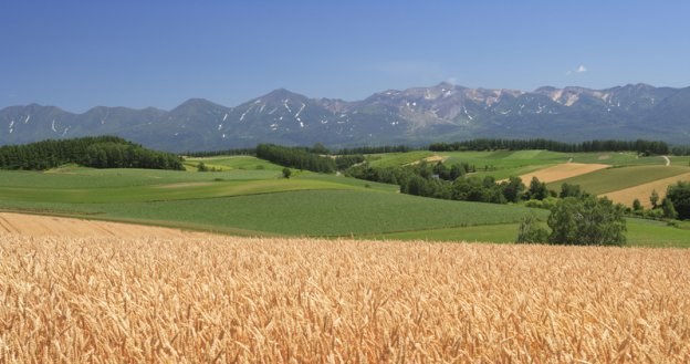 Średni czynsz dzierżawny wyniósł 8,9 dt (dt - 100 kg) pszenicy za 1 hektar /&copy; Panthermedia