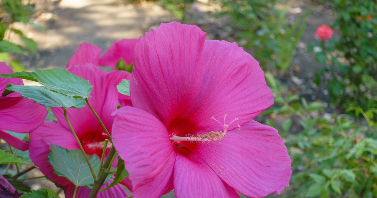 Średnica kwiatów hibiskusa bagiennego może wynosić nawet 30 cm. /Pixel