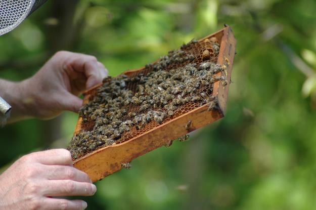 Średnio 6-7 kg z ula zebrali w tym roku pszczelarze na Podkarpaciu /&copy; Panthermedia