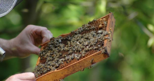 Średnio 6-7 kg z ula zebrali w tym roku pszczelarze na Podkarpaciu /&copy; Panthermedia