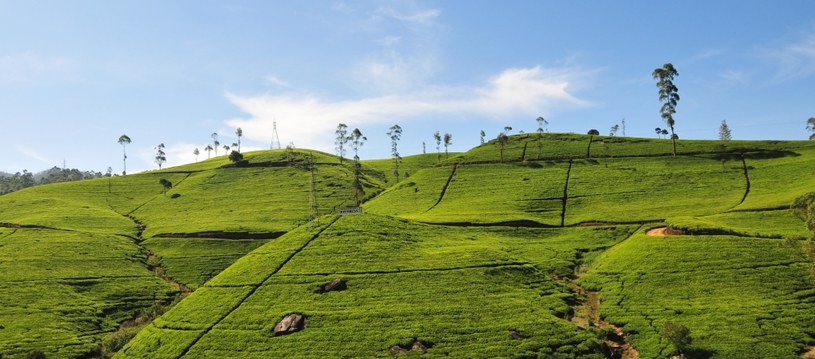 Sri Lanka słynie z plantacji herbaty. Koniecznie warto je zobaczyć. /123RF/PICSEL