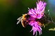 Środki owadobójcze niebezpieczne dla pszczół