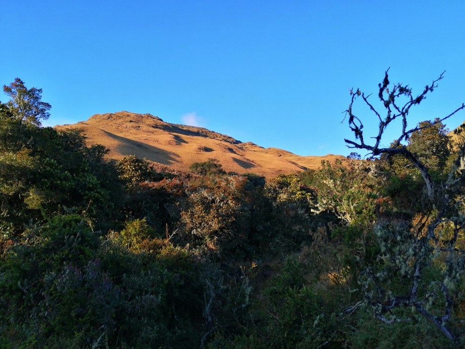 Środowisko życia Catasticta copernicus /Uniwersytet Jagielloński /