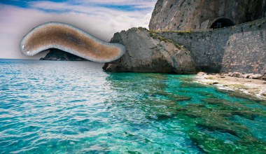 Śródziemnomorski robak pomoże ludziom? Może mu odrosnąć nawet głowa