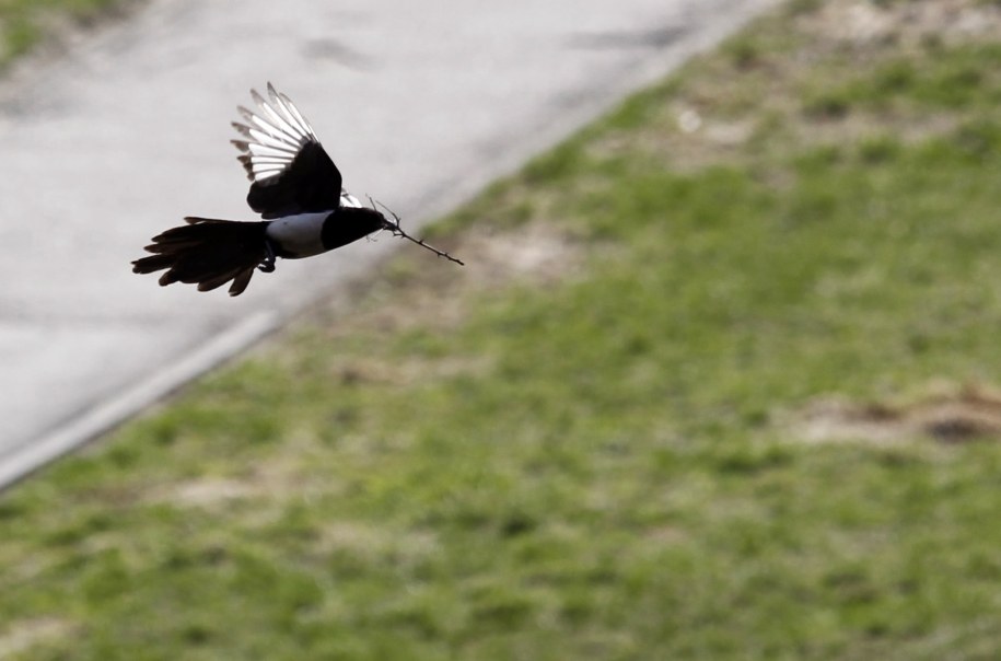 Sroka /Andrzej Grygiel /PAP
