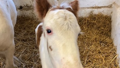 Srokaty ogierek bryka w stajni ośrodka akademickiego w Szczecinie