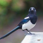 Sroki nie lubią łysych? Sensacyjne wyniki badań... ośmiolatki