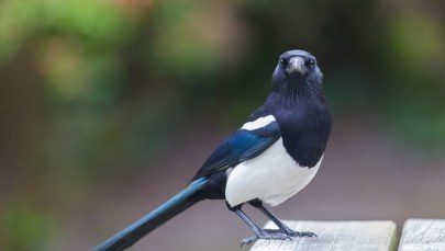 Sroki nie lubią łysych? Sensacyjne wyniki badań... ośmiolatki