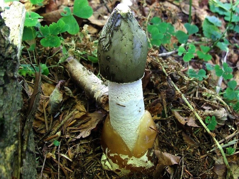 Sromotnik bezwstydny /Jerzy Opioła/CC BY-SA 4.0 /Wikimedia