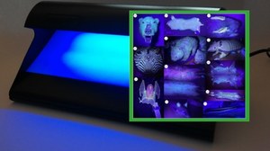 Ssaki świecą w ultrafiolecie. Odkryto 125 fluorescencyjnych gatunków