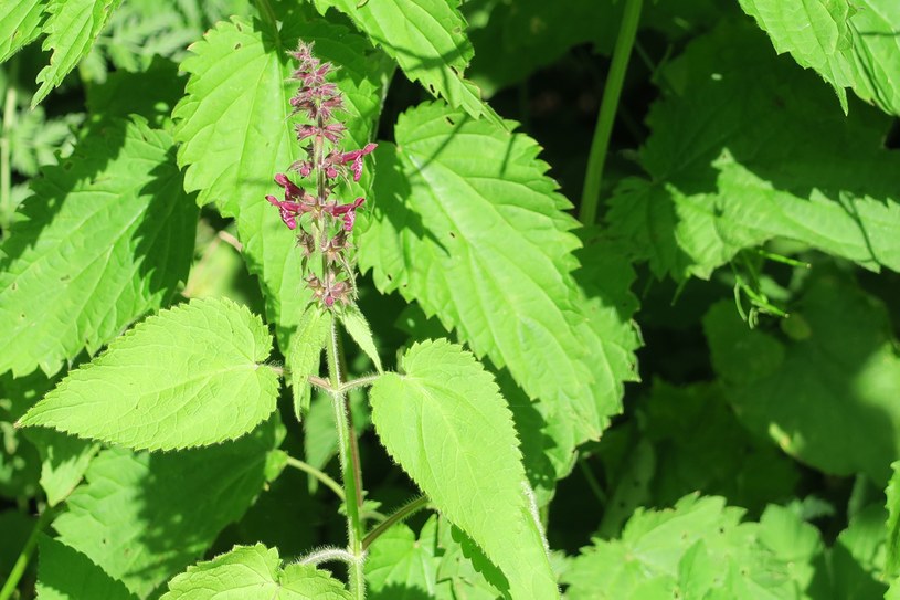 Stachys sylvatica /123RF/PICSEL