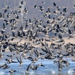 Stada dzikich gęsi latają teraz nad Polską tam i z powrotem. Co się dzieje?