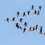 Stada ptaków lecą teraz nad Polską. Co się dzieje?