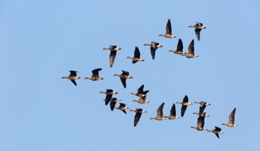 Stada ptaków lecą teraz nad Polską. Co się dzieje?