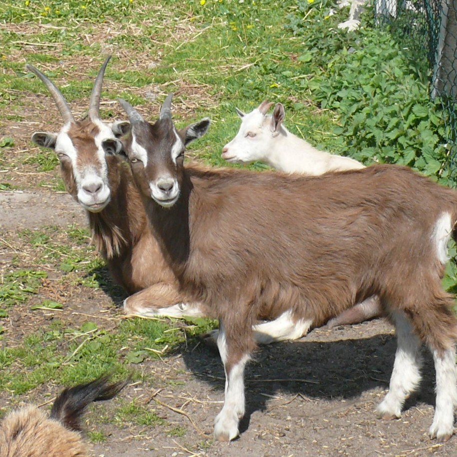 Stadko 10 kóz odda w dobre ręce urząd gminy w zachodniopomorskim Moryniu /Urząd Gminy Moryń /